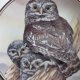 EDWARDIAN - LITTLE OWL - ATHENE NOCTUA - dekoracyjny, kolekcjonerski talerz porcelanowy