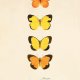 Plakat grafika motyle motyl   prezent