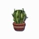 Naszywka Round Cactus