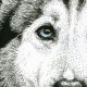 Husky - Wydruk Fine Art A4, limitowana edycja