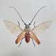 Fairy beetle