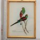 Papugi, ptaki, J. Gould, chromolitografia, grafika, obraz