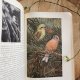 'Ptaki' z serii 'Życie zwierząt' botaniczna książka vintage