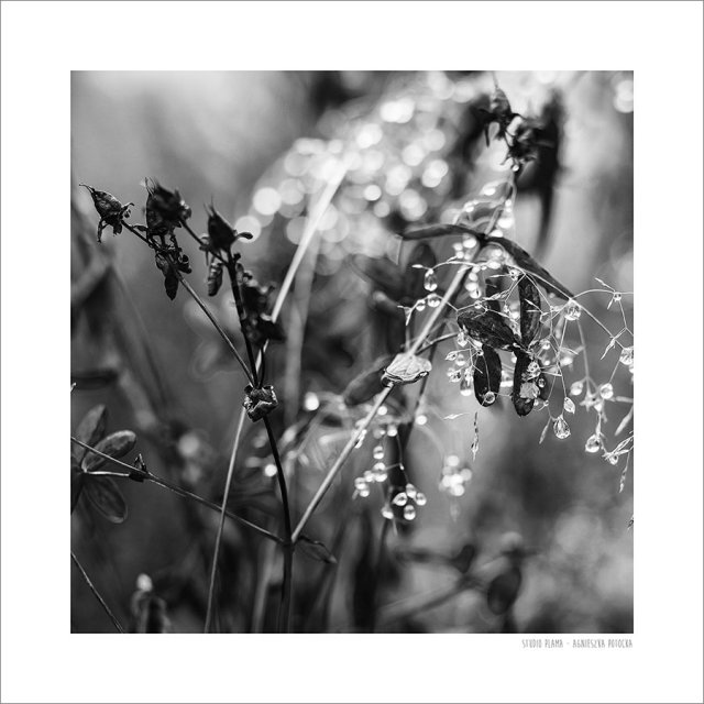 Plakat 50x50 cm FOTO - Natura czarno-biały_01