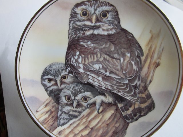 EDWARDIAN - LITTLE OWL - ATHENE NOCTUA - dekoracyjny, kolekcjonerski talerz porcelanowy
