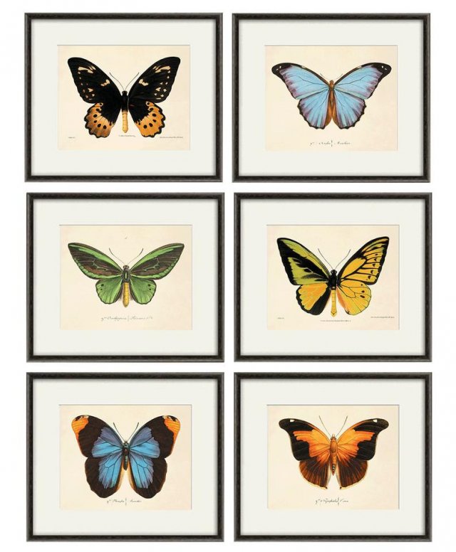 Plakat grafika motyle kolorowe motyle  prezent