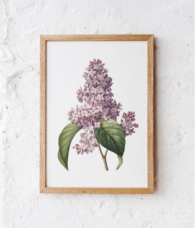 Botaniczne plakaty obrazy kwiat bez - roślina 40x50 cm