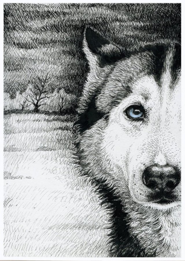 Husky - wydruk Fine Art A3, limitowana edycja