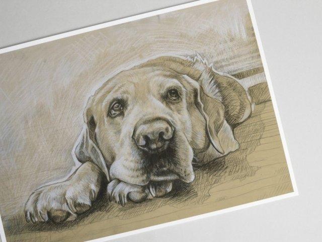 Labrador, wydruk Fine Art A4, limitowana edycja