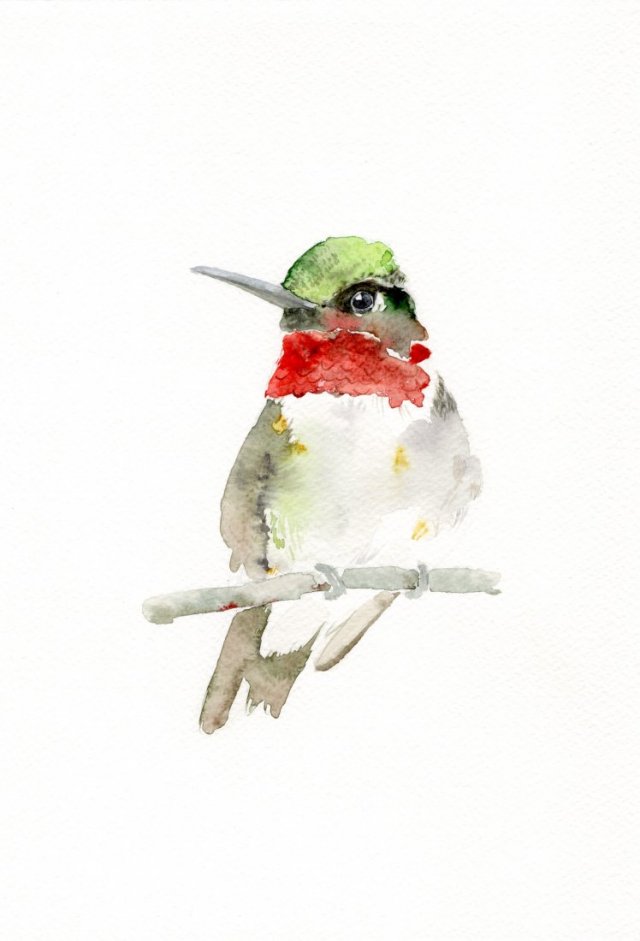 Koliber. Oryginalna akwarela