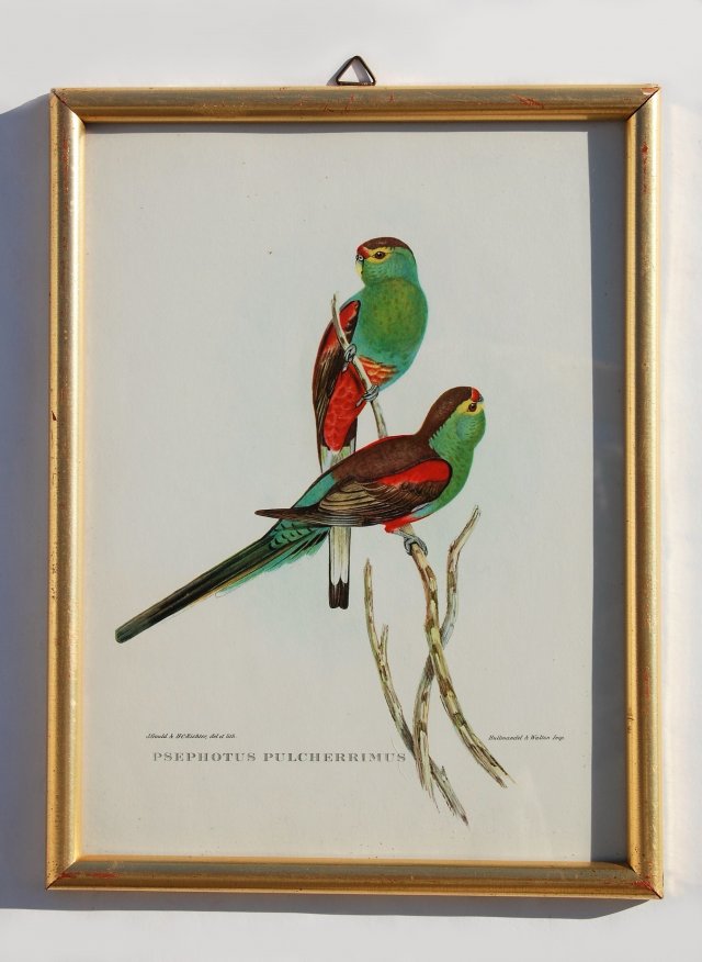 Papugi, ptaki, J. Gould, chromolitografia, grafika, obraz
