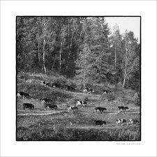Plakat 50x50 cm FOTO - Krowy idące_10