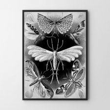 Plakat ćma motyl motyle czarno-białe A4