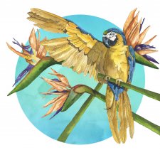 Plakat A3 "Papuga"
