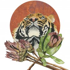 Plakat A3 "Tygrys"
