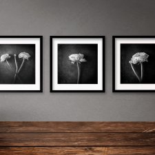 Buttercup Flowers - zestaw trzech fotografii Fine Art