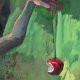 jab�onka