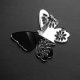 mirror butterfly
