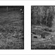 Plakat 50x50 cm FOTO - Krowa się uśmiecha_09