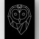 Owl life