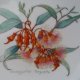 EUCALYPTUS     by    PHILIPPA NIKULINSKY -THE AUSTRALIAN WILDFLOWER COLLECTION -porcelanowy,  użytkowy,  dekoracyjny. ..