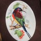 exotic birds - efektowny, rzadko spotykany medalion porcelanowy - obraz  w ramie - oryginalny bardzo dekoracyjny No. 5
