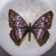 motyle i tyle  Porcelanowy talerzyk - bone china -british made - miniaturowy,  oryginalny