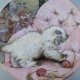 ROYAL WORCESTER 1985 crown ware   - kitten classic - little rascal     - limitowana edycja 14 dni roboczych  - kolekcjonerski talerz porcelanowy