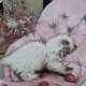 ROYAL WORCESTER 1985 crown ware   - kitten classic - little rascal     - limitowana edycja 14 dni roboczych  - kolekcjonerski talerz porcelanowy