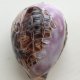 SKARB MORZA ❀ڿڰۣ❀ MUSZLA NATURALNA - Rzeźbiona #3