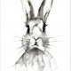 królik, 30x40cm, plakat z autorskiej akwareli
