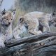 NATURE'S PLAYMATES  - PAST BY CHARLES FRACÈ -W.J.GEORGE 1991- KOLEKCJONERSKI TALERZ PORCELANOWY -BRADEX