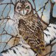 coalport 1990 by Michael  B. Sawdy - SHORT -EARED  OWL" -,  limitowana edycja - Bradex -   kolekcjonerski talerz porcelanowy