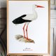 Plakat obraz bocian ptak made in Poland 50x70cm B2