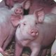 Hamilton collection 1996 "NOSY PORKER " THE " PIGGY  PORTRAITS " PLATE COLLECTION