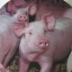 Hamilton collection 1996 "NOSY PORKER " THE " PIGGY  PORTRAITS " PLATE COLLECTION