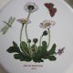 H&R Johnson Tiles LTD.  Botanic Garden porcelanowy kafel