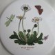 H&R Johnson Tiles LTD.  Botanic Garden porcelanowy kafel