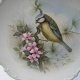 Royal Albert 1982      The Woodland Birds Collection