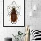 Plakat Geometria Robak 50x70cm B2