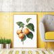 Plakat morela Vintage 50x70 cm