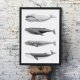 PLAKAT MORSKI A3 -29,7x42cm