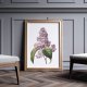 Botaniczne plakaty kwiaty bzu 50x70 cm