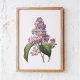 Botaniczne plakaty kwiaty bzu 50x70 cm
