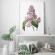 Botaniczne plakaty kwiaty bzu 50x70 cm