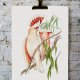 PLAKAT PAPUGI 50x70 B2