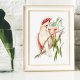 PLAKAT PAPUGI 50x70 B2