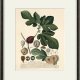 Botaniczne ilustracje grafiki  prezent