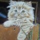 ROYAL WORCESTER 1985 crown ware   - kitten classic  -PURRFECT treasure     - limitowana edycja 14 dni roboczych  - kolekcjonerski talerz porcelanowy