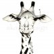 żyrafa, 70x50cm, wydruk autorskiej akwareli